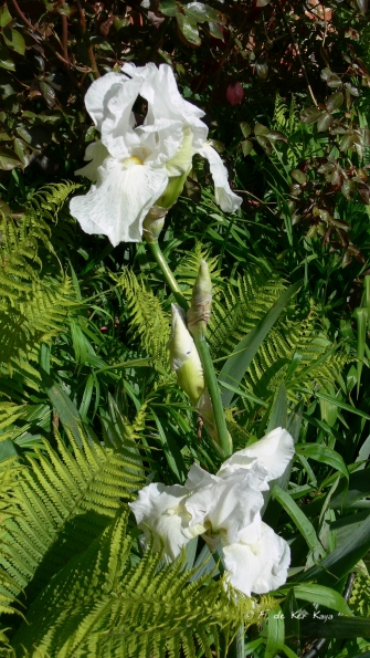 Bois des Moutiers (168) Mai 2012